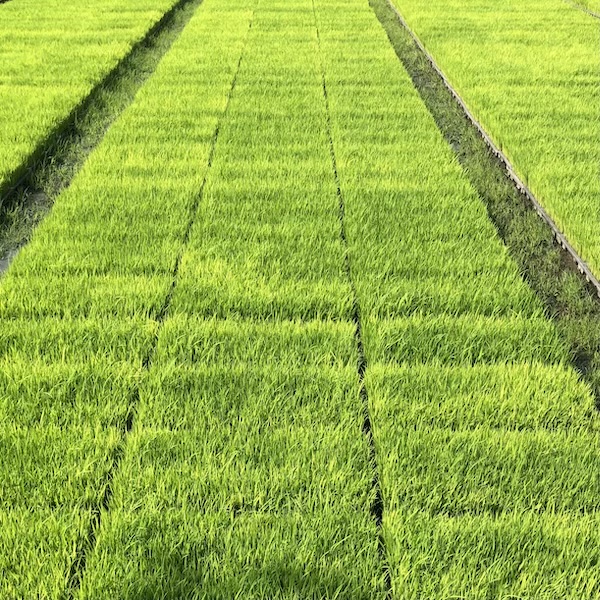 ชีวิตก็เป็นเช่นนั้นเอง: เด็กๆ มักอยากมีชีวิตเหมือนผู้ใหญ่