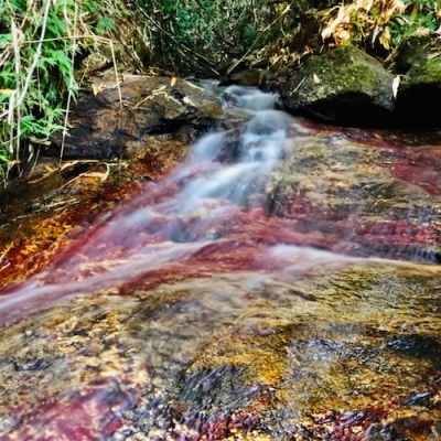 ปรสิตควบคุมจิต